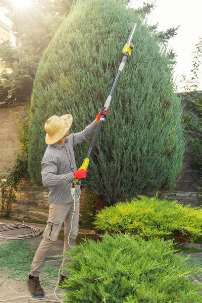 Best Tree Health Inspection  in Whittier, CA